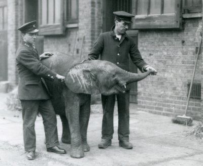 1925年4月、ロンドン動物園の飼育係からおやつのためにトランクを上げる若い女性のアフリカのピグミーエレファントウージャ 作： Frederick William Bond