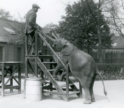 1925年6月、ロンドン動物園のトランクで、トップステップにいるトレーナーに手を伸ばし、乗船のステップに前足を向けた若い女性のアフリカのピグミーエレファントウージャ 作： Frederick William Bond