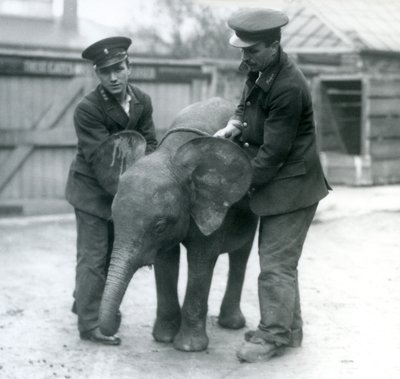 1925年4月にロンドン動物園で2人の飼育係と一緒にいた若い女性のアフリカのピグミーエレファントウージャ 作： Frederick William Bond
