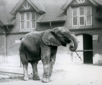 1927年6月、ロンドン動物園のエレファントハウスの前に立っている若い男性アフリカ象キベレンゲ 作： Frederick William Bond