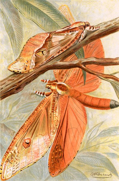 ジャイアントスウィフトガ 作： Frederick William Frohawk