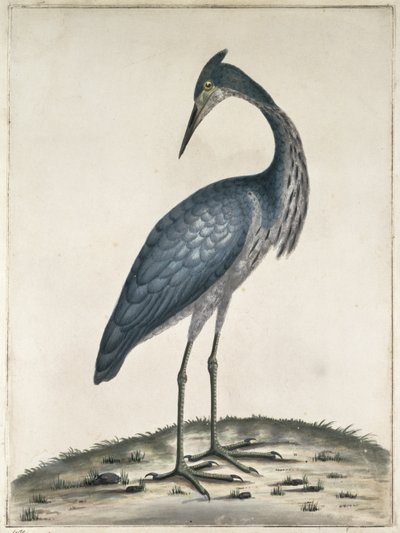 アオサギ、1789年（トイレと紙にインク） 作： Frederick William Hayes