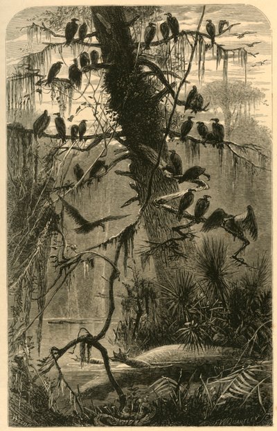 「分解を待っている」、1872年。 作： Frederick William Quartley