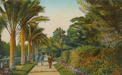 ヤシの木の路地、ヴィラアイレンロックの庭園、キャップダンティーブ、フランス。 1913年に郵送されたはがき 作： French Photographer