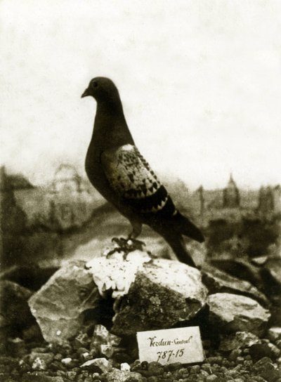 第一次世界大戦中の動物1914-1918：有名なヴァイヨンヴァイヨンピジョン 作： French Photographer