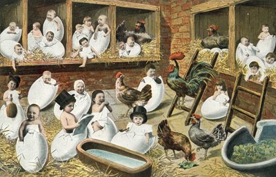 鶏小屋で卵から孵化した赤ちゃん 作： French Photographer