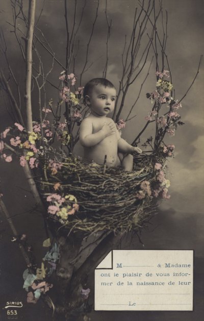 巣の中の赤ちゃん 作： French Photographer