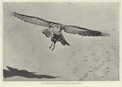 Mバラチンの鳥の1つ 作： French Photographer