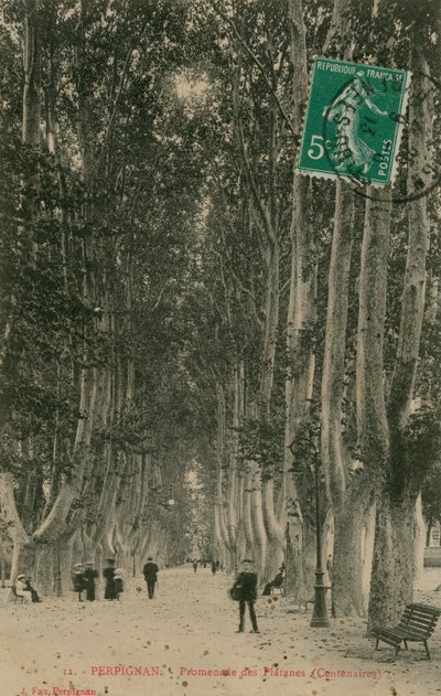ペルピニャンのプラタナスの遊歩道。 1913年に送られたはがき。 作： French Photographer