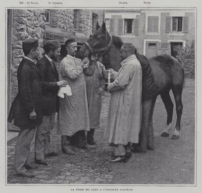 パリのパスツール研究所で馬の血液を採取する様子（モノクロ写真 作： French Photographer