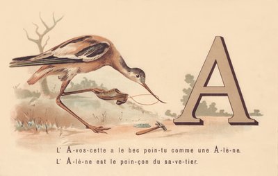 A：L&39;AvoscetteはAleneのようにとがったくちばしを持っていますAleneはsavetierの特徴です 作： French School
