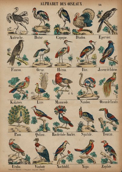 A to Z of birds (カラー・エングレービング) 作： French School