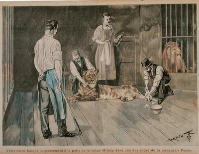 ライオンのミレディの肉球に包帯を巻く獣医師（1898-99年頃）（カラーエングレービング 作： French School