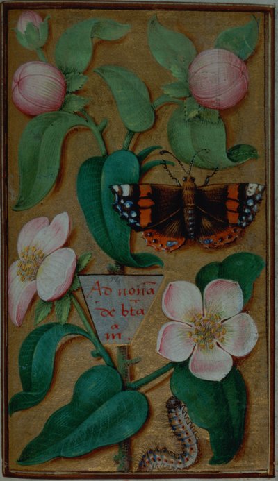 追加 35214 f.67 花と蝶、Book of Hours、パリより 作： French School