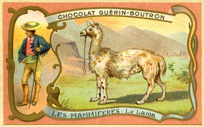 チョコレートの広告クロモリトグラフィーGuerinBoutron、THE MAMMALS、The lama 作： French School