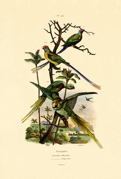 アレクサンドリンインコ、1833-39 作： French School