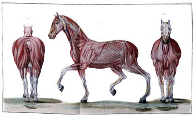 馬の解剖学：皮、顔、横顔 - "Hippiatric Course, complete treatise of horse medicine" by P. E Lafosse 作： French School