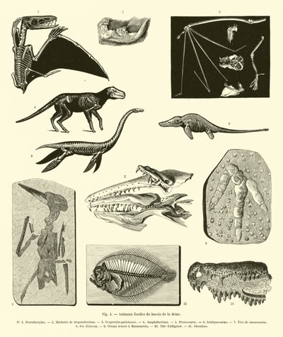 セーヌ川流域の化石動物 作： French School
