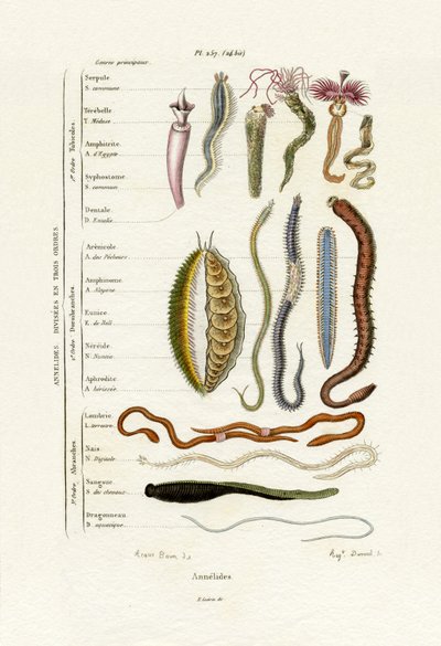 環形動物、1833-39 作： French School
