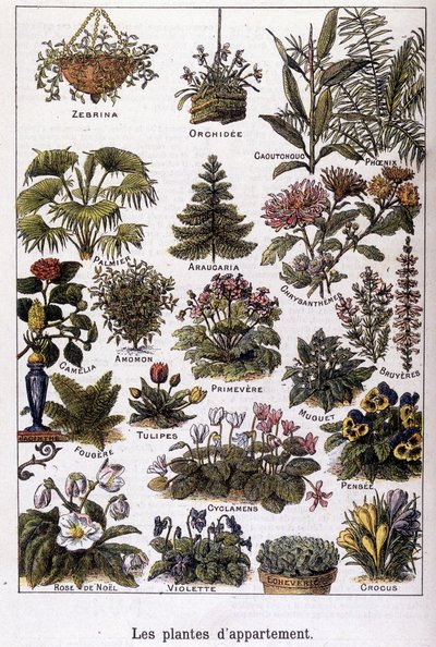 アパートの植物、1901年02月02日（エングレーヴィング） 作： French School