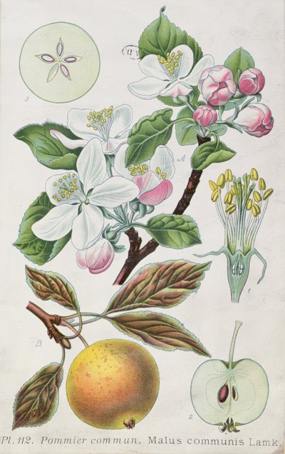 リンゴの木（Malus Communis）（彩色済み彫刻 作： French School