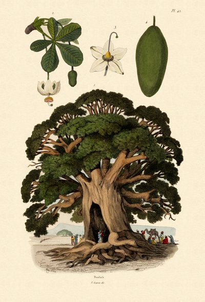 バオバブの木、1833-39 作： French School