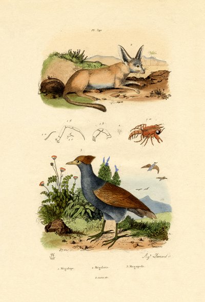 コウモリ耳フォックス、1833-39 作： French School