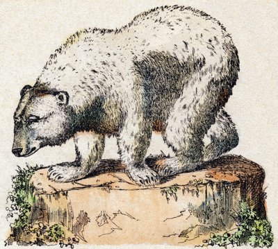 熊。Alphabet des animaux sauvages "に掲載されている彫刻です。9th Serie.エピナルのイメージ、ペラン、印刷出版社、1870年頃。木にステンシルで描かれた版画。16ページ。16ページ。厚さ20×15cm。個人蔵 作： French School