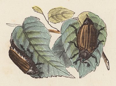 葉の上のカブトムシ (着色された彫刻) 作： French School