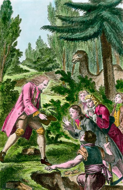 1734年、パリの植物園にレバノン杉を植えるベルナール・ド・ジュシュー（1699-1777）。18世紀のエングレーヴィング。 作： French School