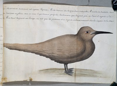 ブラジル、フリオ岬のフォイルー（アジサシ）と呼ばれる鳥、フランスのCompagnie royale de la Mer du Sudの船長Jacques Gouin de Beauchesne（1652-1730）が1698年から1701年にかけて作成した航海日誌の水彩画 作： French School