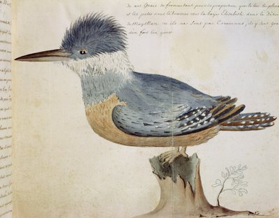 鳥、フランスのジェイの近く、マゼラン海峡の近く（紙にトイレ） 作： French School