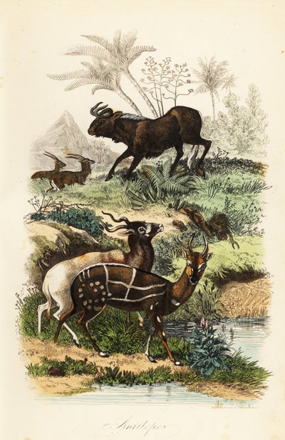 ブラック・ワイルドビースト（Connochaetes gnou）、絶滅危惧種であるアダックス（Addax or screwhorn antelope）（Addax nasomaculatus）、ハーネスド・ブッシュバック（Kewel）（Tragelaphus scriptus）。 作： French School