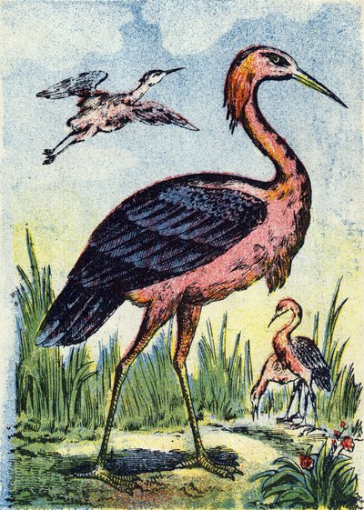 アオサギ：ミミズや爬虫類を捕食する鳥鷲。アメリカとカリブ海に生息。Alphabet des oiseaux "のエングレーヴィング。ポン・ア・ムーソンのイメージ、マルセルおよび/またはルイ・ヴァーニュ、印刷・出版業者、19世紀後半。16ページ。薄さ：20,5 x 14 c 作： French School