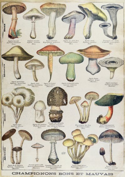 Kasvitieteellinen levy, joka kuvaa "hyviä ja huonoja sieniä", n. 1900 (väri litho) 作： French School