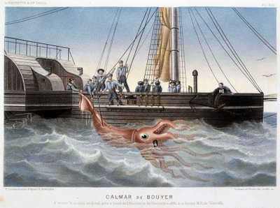 Bouyer squid - Alfred Fredol著「Le monde de la mer」（アシェット社、パリ）に掲載。 作： French School