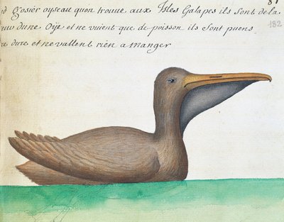 ブラウン・ペリカン（Pelecanus occidentalis）、ガラパゴス諸島、フランスのCompagnie royale de la Mer du Sudの船長Jacques Gouin de Beauchesne（1652-1730）が1698年から1701年にかけて作成した航海日誌からの水彩画 作： French School