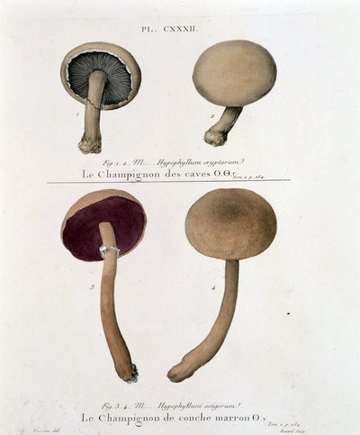 18世紀末、Jean Jacques Pauletの「Treat des champignons」に掲載されたブラウンレイヤー・マッシュルーム。 作： French School
