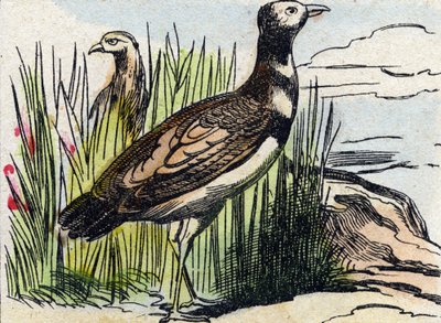 バスタード。Buffon Alphabet des Oiseaux n 1 "のエングレーヴィング。3rd Serie N 1. Imaging of Epinal, Epinal, late 19th century.16ページ。ディム：28x21cm 作： French School