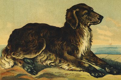 C as Dog 作： French School