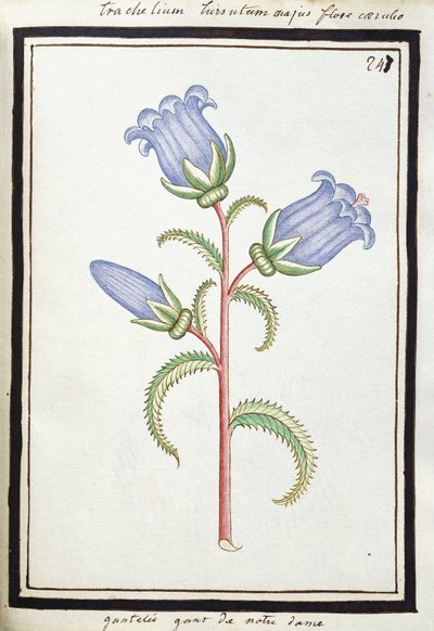 Campanula Trachelium、c.1700（水彩画、黒枠） 作： French School