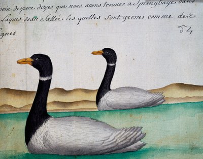 カナダギース、スプリングバイ、ソルトレイク地域、ジャック・グワン・ド・ボーシェン（1652-1730）の航海日誌からの水彩画、1698年から1701年まで、フランスのCompagnie royale de la Mer du Sudの船長。 作： French School