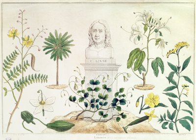 Carolus Linnaeus（1707-78）は、彼が分類した植物のいくつかに囲まれています（カラー彫刻） 作： French School