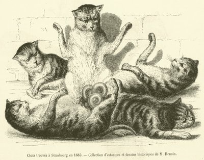 1683年にストラスブールで発見された猫たち（エングレービング 作： French School