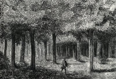 マラリア治療のためにシナシナの樹皮を生産するシナシナの木の森、ペルー（彫刻）1888年 作： French School
