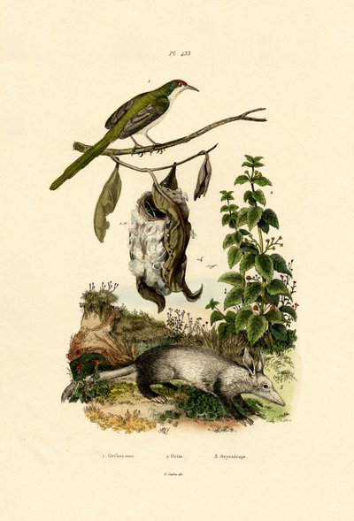 Common Tailorbird、1833-39 作： French School