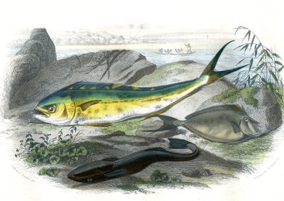 Coryphene Hippurus（コリフェンスズメダイ、カメレオンフィッシュ） - En bas: echeneis remora et le nason licornet - Bernard Germain de Lacepede (1856-1925), edition P.Furme, ParisのNatural Historyより抜粋。 作： French School
