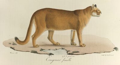 Cougar、「Histoire Naturelle des Mammères」の女性クーガー（カラーリソ） 作： French School