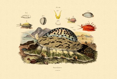 コウリーシェル、1833-39 作： French School