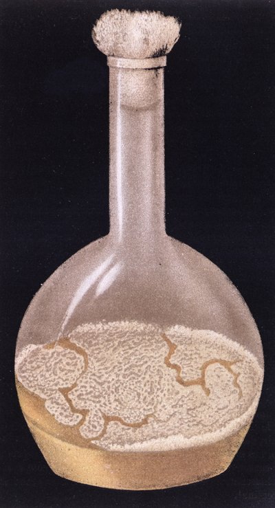 Isidore Strauss（1845-96）1895によるLa Tuberculose et son Bacileのヒト結核の文化 作： French School